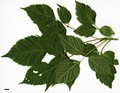 SpeciesSub: subsp. mexicanum SpeciesSub: subsp. mexicanum